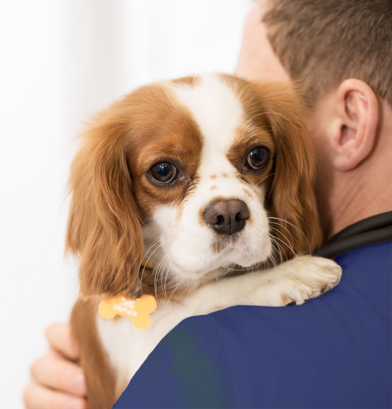 Duktig veterinär i Halmstad