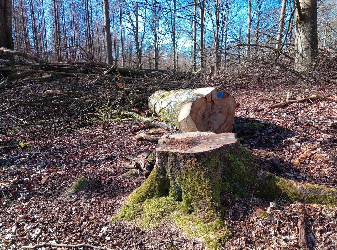 stubbfräsning Skåne Joshtek AB